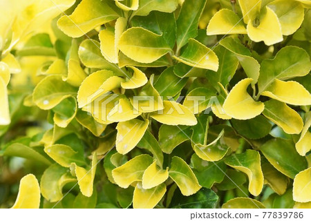 衛矛樹籬 77839786