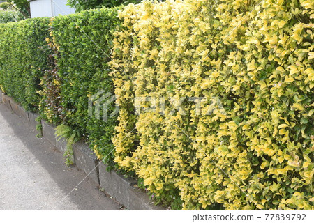 Hedge of Euonymus japonicus Hedge of Euonymus japonicus 77839792