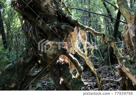 Exposed tree roots illuminated by sunlight in a dense and overgrown forest [New Zealand] 77839798