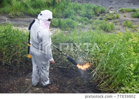 Weed treatment work with kerosene type grass burner Weed treatment work with kerosene type grass burner 77839802