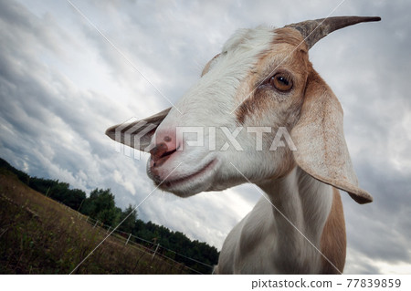 Nubian goat profile with horn Nubian goat profile with horn 77839859