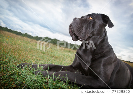 A proud Cane corso dog A proud Cane corso dog 77839860