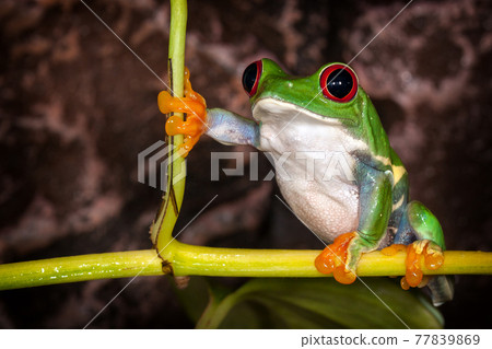Red eyed tree frog in very important pose sitting in the terrarium 77839869