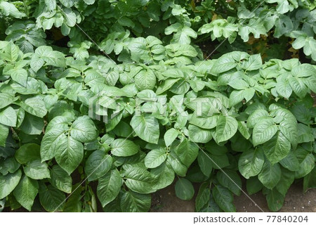 馬鈴薯栽培/菜園 馬鈴薯栽培/菜園 77840204