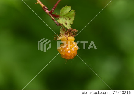 Momigida草莓果子 77840216