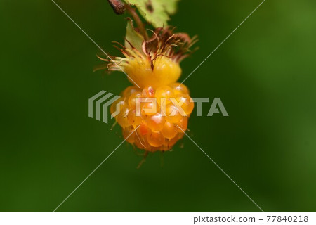 Momigida草莓果子 Momigida草莓果子 77840218