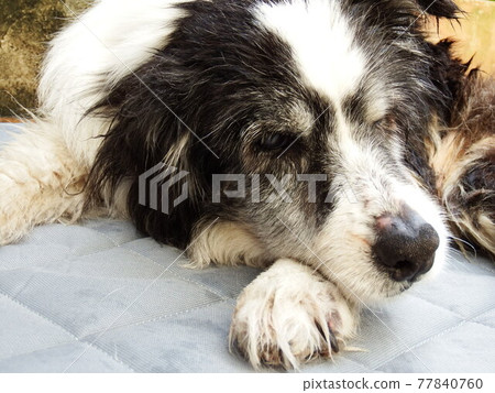 Border collie old dog Border collie old dog 77840760