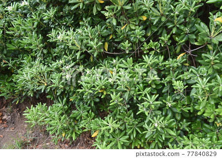 Towella flowers 77840829