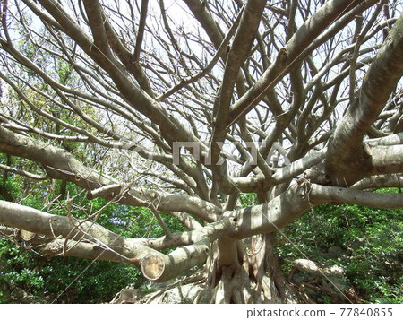 像 Laputa 一樣的榕樹 像 Laputa 一樣的榕樹 77840855