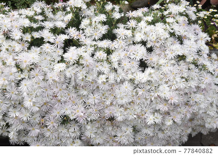 Trailing Ice Plant Trailing Ice Plant 77840882