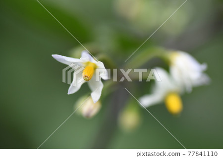 Nightshade (dog acid syrup) Nightshade (dog acid syrup) 77841110