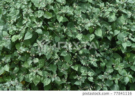 Nightshade (dog acid syrup) Nightshade (dog acid syrup) 77841116