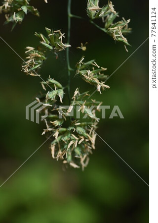 鴨花 77841124