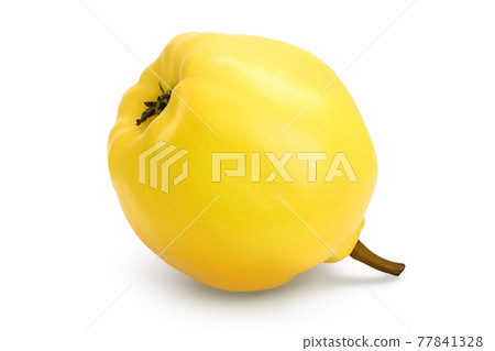 Fresh quince isolated on the white background with clipping path and full depth of field Fresh quince isolated on the white background with clipping path and full depth of field 77841328