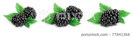 blackberry with leaf isolated on a white background closeup with full depth of field. Set or collection blackberry with leaf isolated on a white background closeup with full depth of field. Set or collection 77841368