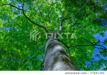 Looking up at the fresh green beech 77841393