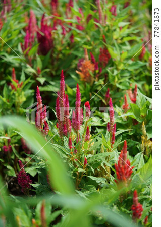 Flowers of Keito Flowers of Keito 77841873
