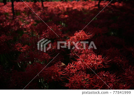 Cluster amaryllis 77841999