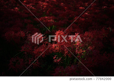 群集孤挺花 群集孤挺花 77842000