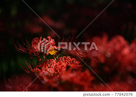 群集孤挺花 群集孤挺花 77842076