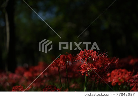 Cluster amaryllis 77842087