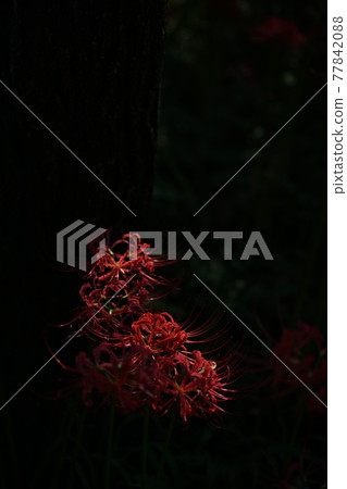 Cluster amaryllis Cluster amaryllis 77842088