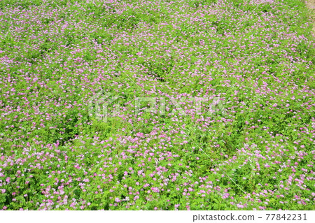 Astragalus flowers Astragalus flowers 77842231