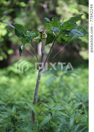 Arisaema Serratum 一種在森林中開花的天南星科植物 照片素材 圖片 圖庫