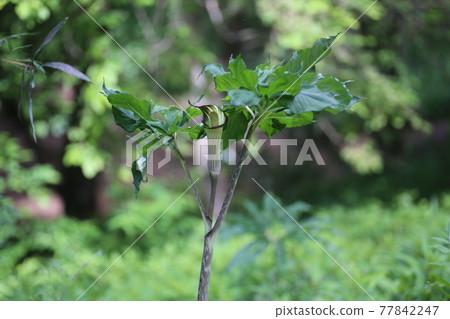 Arisaema Serratum 一種在森林中開花的天南星科植物 照片素材 圖片 圖庫