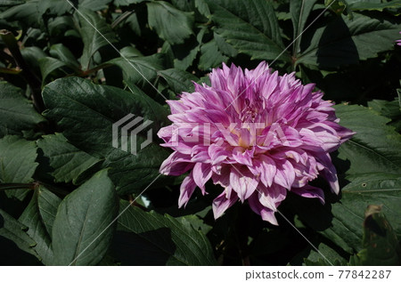 Dahlia (light pink) 77842287