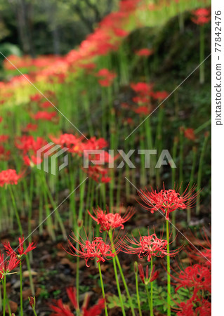 Autumn Higan flower colony Kubono, Matsuyama City, Ehime Prefecture 77842476