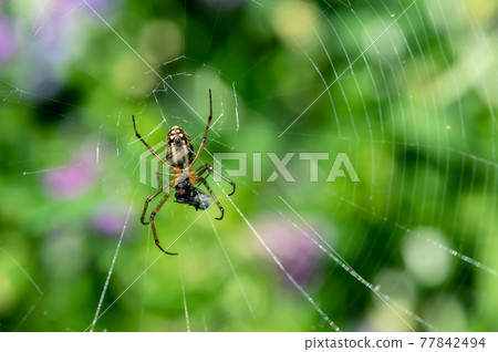 捕食昆蟲的 Leucauge blica 蜘蛛 捕食昆蟲的 Leucauge blica 蜘蛛 77842494