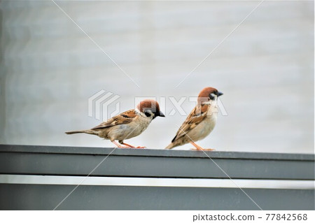 好朋友麻雀 77842568