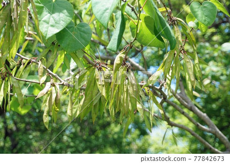 Cercis chinensis that has finished blooming and bears fruit 77842673