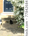 Looking back on London Beautiful cat 77842684