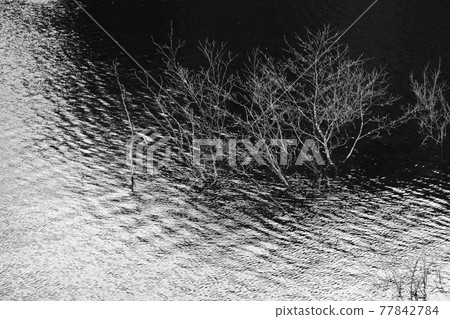 Scenery of the lake surface of the dam in the mountains and the sunken trees Scenery of the lake surface of the dam in the mountains and the sunken trees 77842784