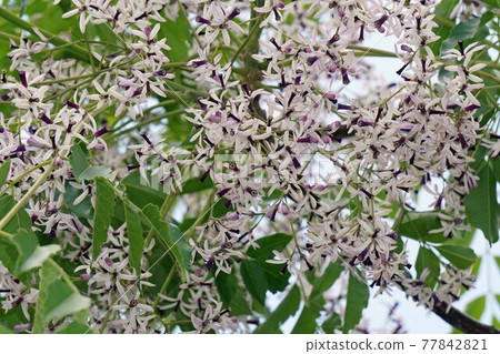 Little purple Chinaberry flower 77842821