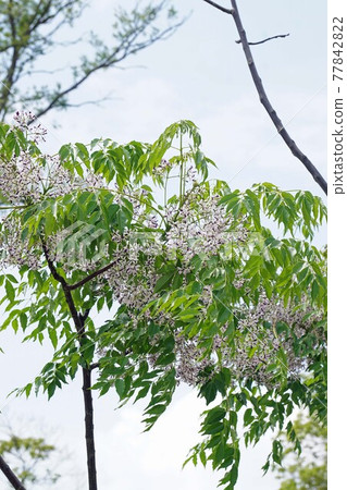 Little purple Chinaberry flower 77842822