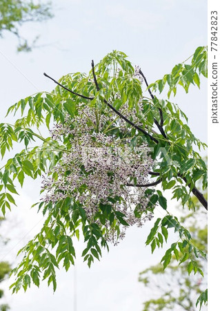 Little purple Chinaberry flower 77842823