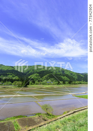 Rice planting in the Tohoku mountains Rice planting in the Tohoku mountains 77842904