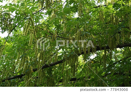 Pterocarya serrata 長果穗 77843008