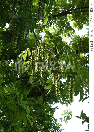 Pterocarya serrata 長果穗 Pterocarya serrata 長果穗 77843009