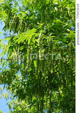 Pterocarya serrata 長果穗 77843016