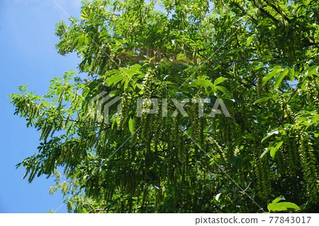 Pterocarya serrata 長果穗 Pterocarya serrata 長果穗 77843017