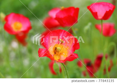 埼玉縣紅之洲市罌粟快樂廣場 Charley Poppy and Bees 埼玉縣紅之洲市罌粟快樂廣場 Charley Poppy and Bees 77843135