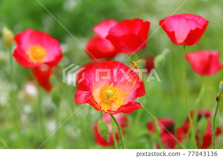 埼玉縣紅之洲市罌粟快樂廣場 Charley Poppy and Bees 埼玉縣紅之洲市罌粟快樂廣場 Charley Poppy and Bees 77843136