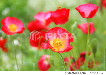 Poppy Happy Square, Konosu City, Saitama Prefecture Charley Poppy and Bees Poppy Happy Square, Konosu City, Saitama Prefecture Charley Poppy and Bees 77843137
