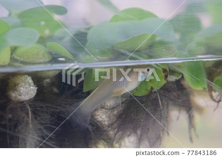 Mosquitofish water hyacinth Mosquitofish water hyacinth 77843186
