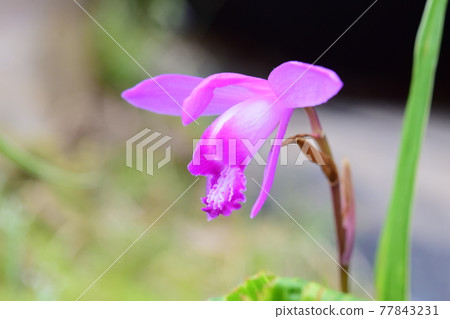 Silan flower Silan flower 77843231