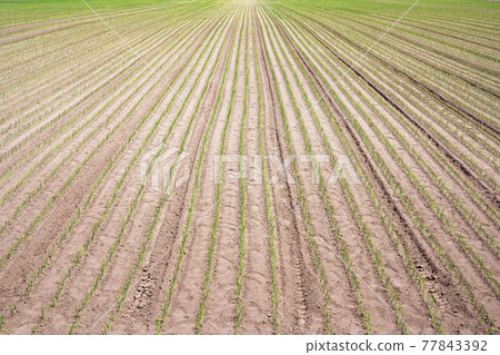 Onion seedlings planted in a vast field 77843392